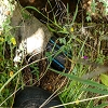 Plants: image 24 Of 208 Thumb